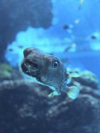 沖繩｜再遠都值得跑一趟 美麗海水族館的黑潮之美