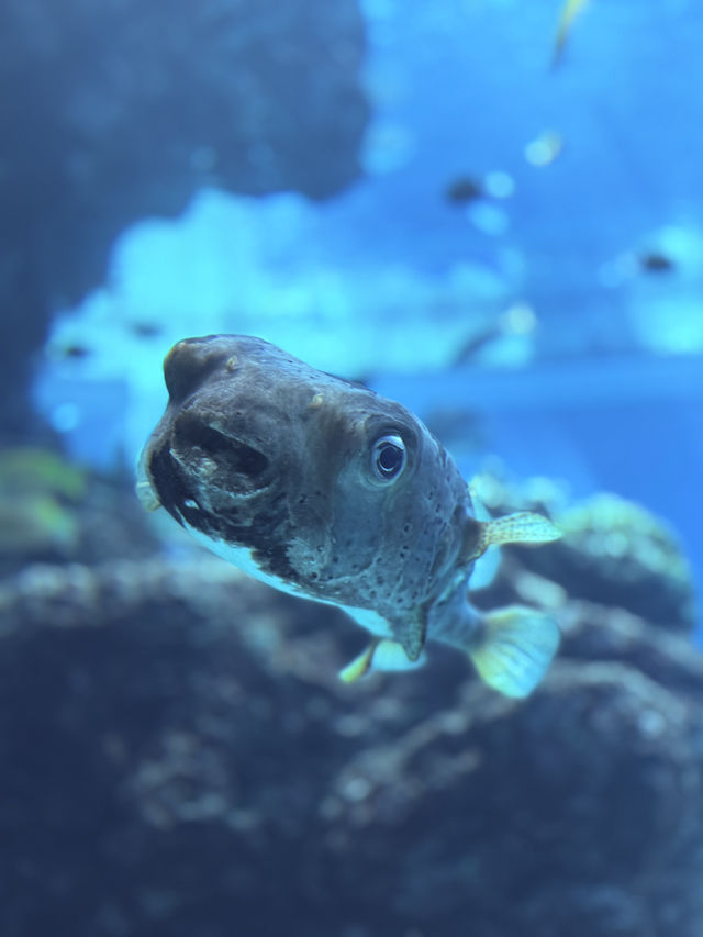 沖繩｜再遠都值得跑一趟 美麗海水族館的黑潮之美