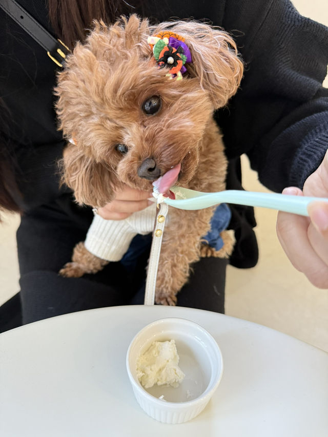 【東京】ワンちゃんOK!グリークヨーグルト専門店！