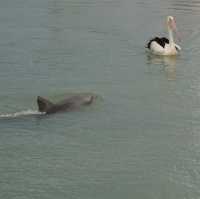 Dolphins swim pass us just beneath our feet