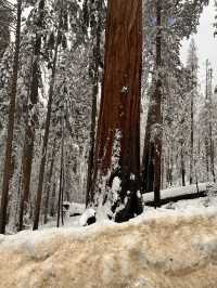 The Most Famous Trees In The World, The Towering Red Trunks Of Sequoia 🌲 