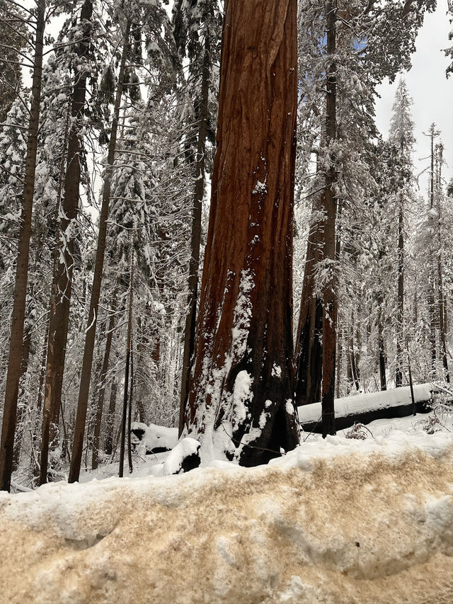 The Most Famous Trees In The World, The Towering Red Trunks Of Sequoia 🌲 