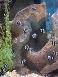Sea Shell Aquarium Phu Quoc