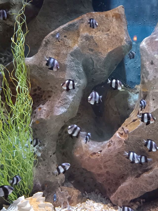 Sea Shell Aquarium Phu Quoc