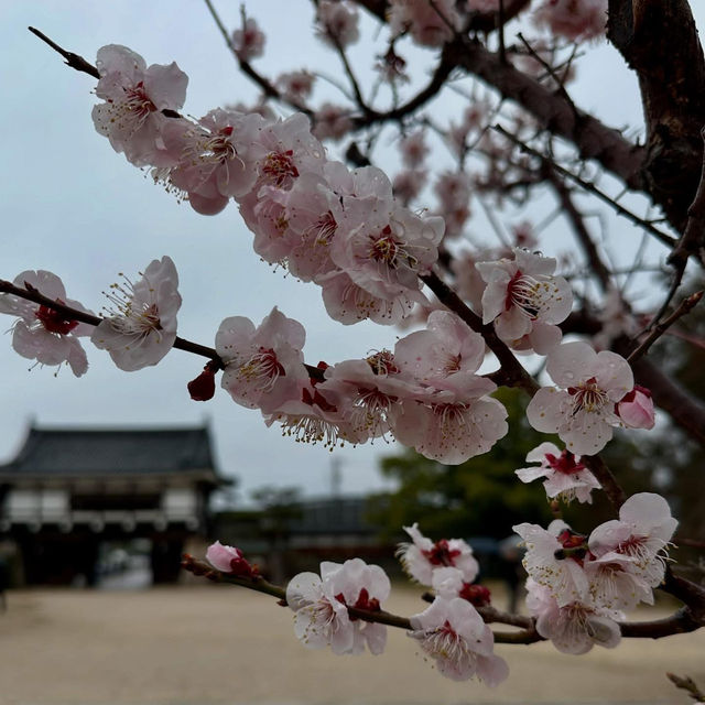 🏯✨ Hiroshima Castle Weekend Escape: Phoenix of the Peace City