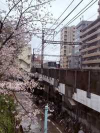 🌸 Tokyo in Full Bloom: My Unforgettable Sakura Season Adventure 🇯🇵