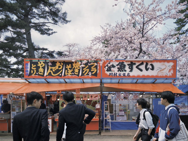 弘前公園櫻花季