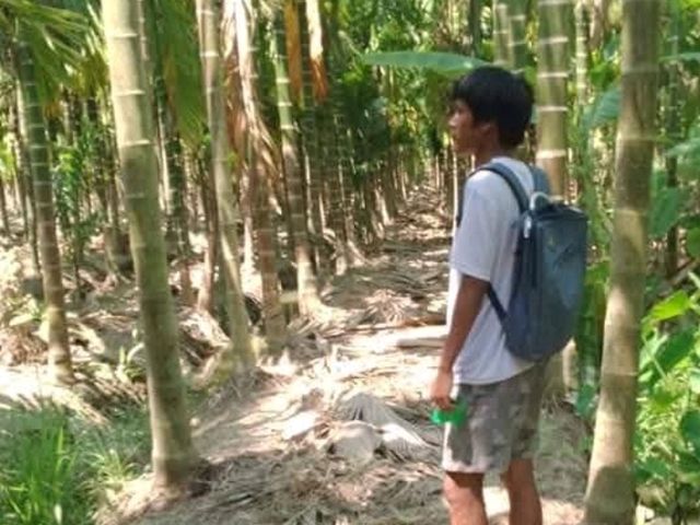A Trip to a Betel Nut Farm