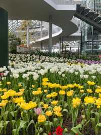 สวนดอกไม้ฟีลยุโรป🌷ใกล้แค่ระยอง🚗