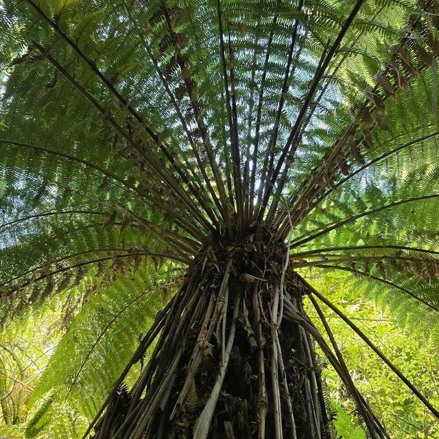 Christchurch Botanic Gardens