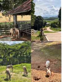 Singha Park, Chiangrai