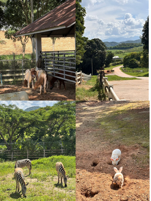 Singha Park, Chiangrai