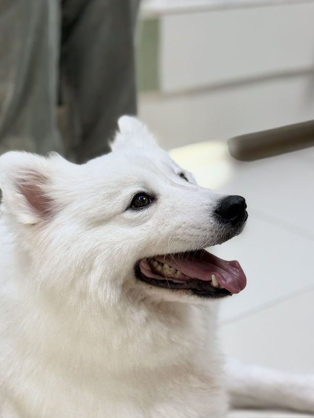 深圳必去貓狗天堂🐶🐱｜300㎡超萌「抱抱小狗」Cafe！