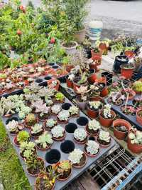 Succulent Heaven in Kundasang 