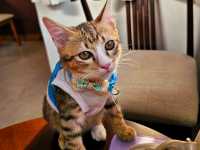 Catfe' คาเฟ่แมวบุรีรัมย์