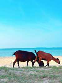 Escape the Noise, Embrace the Coast – Hello Pantai Mangkuk!