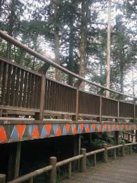 阿里山一日精華遊：與神木、雲海和森林鐵路的邂逅