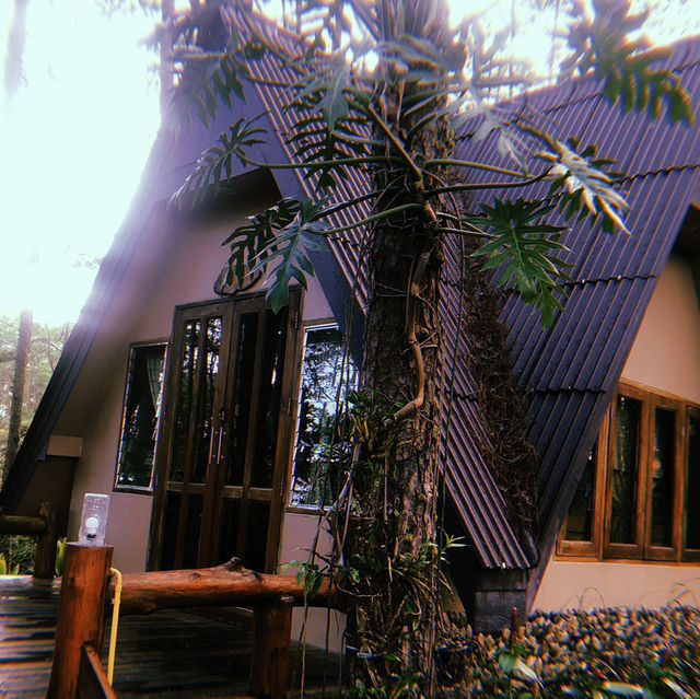 🌲Doi Bo Luang FIO – ที่พักกลางสวนป่าสน ในเชียงใหม่