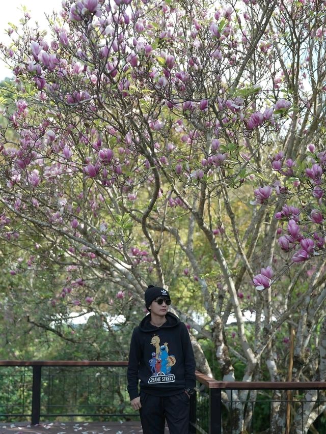สวนซากุระ สถานีเกษตรหลวงอ่างขาง