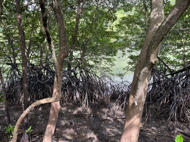 🌿 Morning Escape to Nature at Sungei Buloh Wetland Reserve 🐊🦅🌞
