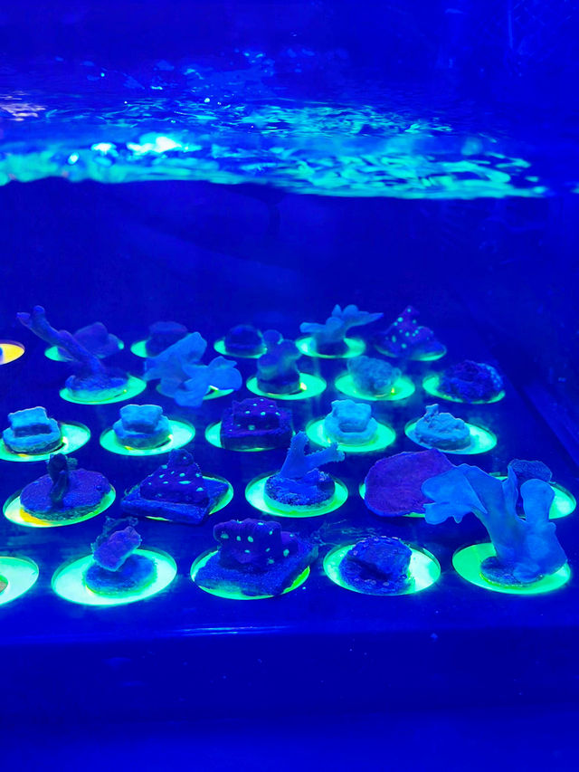 “Dive Into Wonder with Aquaria KLCC This Summer”