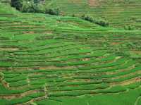 🌾 Mist, Mud & Magic – Sapa Rice Field Hike in June