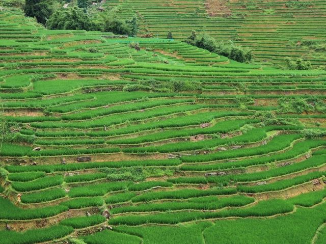 🌾 Mist, Mud & Magic – Sapa Rice Field Hike in June