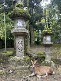 春日大社：在奈良感受神社的靈氣，探訪自然與文化的和諧交融！