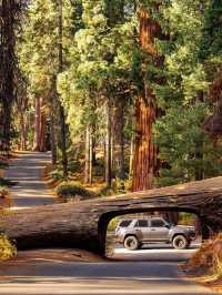 🌲 Step into the Land of Giants — A Must-Visit This Summer