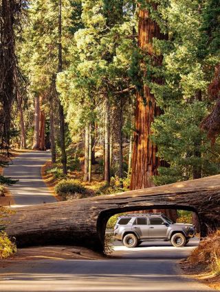 🌲 Step into the Land of Giants — A Must-Visit This Summer