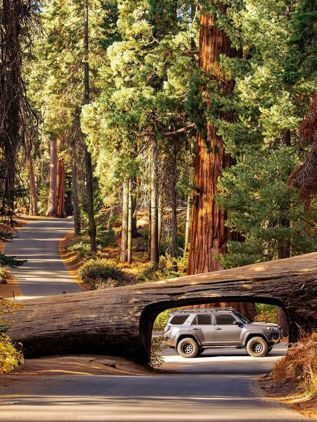 🌲 Step into the Land of Giants — A Must-Visit This Summer