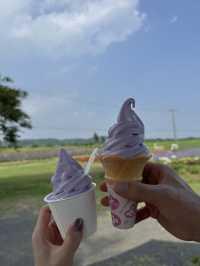 まるで北海道！東京から１時間ちょっとで行ける千葉のラベンダー畑