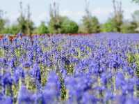 🌸 Lavender Dreams at Farm Tomita