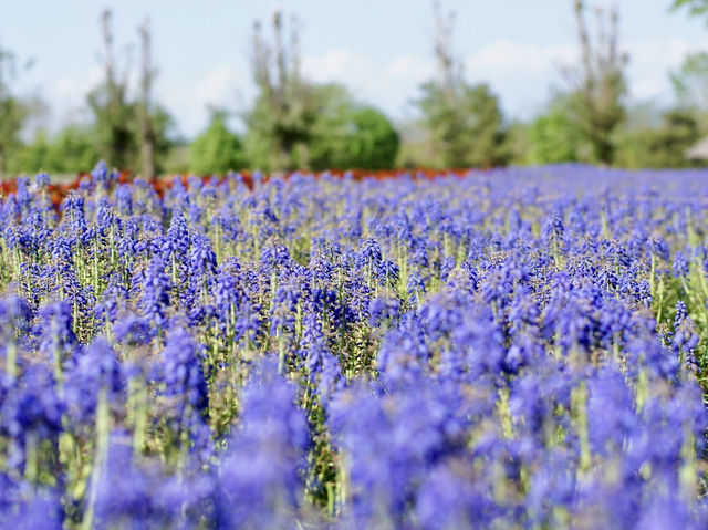 🌸 Lavender Dreams at Farm Tomita
