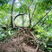蘭嶼輕鬆健行的登山步道～大天池