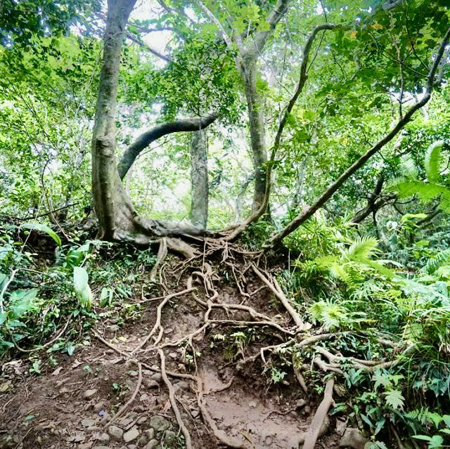 蘭嶼輕鬆健行的登山步道～大天池