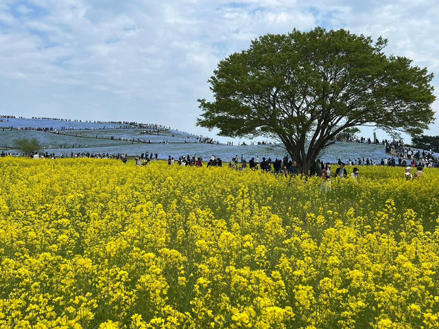國營常陸海濱公園