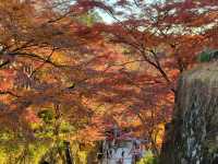 四季巡禮清水寺：京都名剎之美與儀式之心