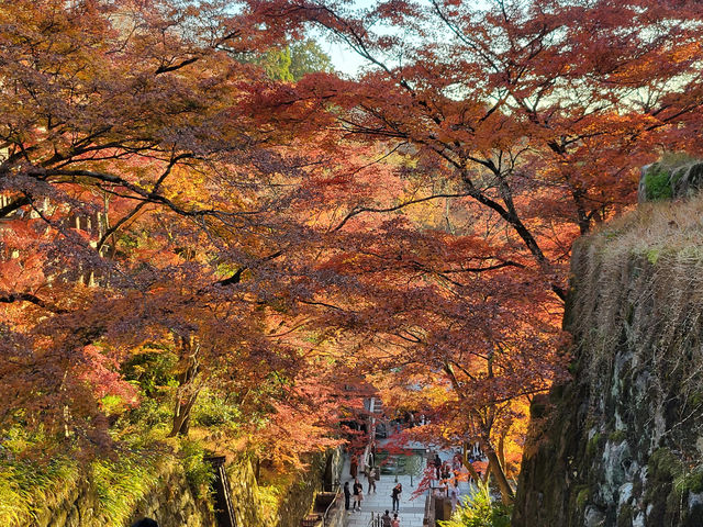 四季巡禮清水寺：京都名剎之美與儀式之心
