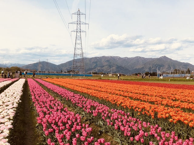 🌊 Solo Escape: Niigata – Japan’s Sea & Sake Capital