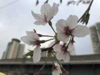 Spring at Ttukseom Hangang Park