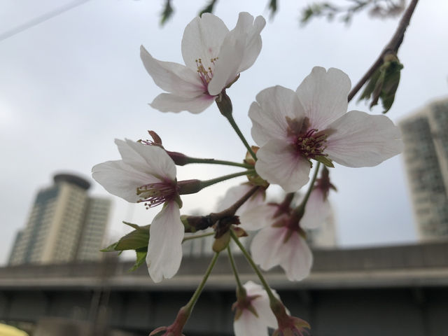 Spring at Ttukseom Hangang Park