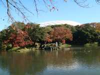 夜楓點燈絕美之東京六義園