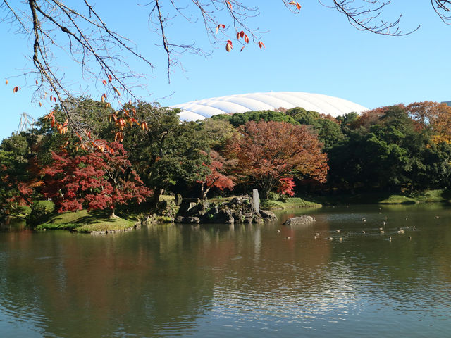 夜楓點燈絕美之東京六義園