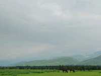 Nalati Jinling Resort：Grassland Expanse, Spirits Soar