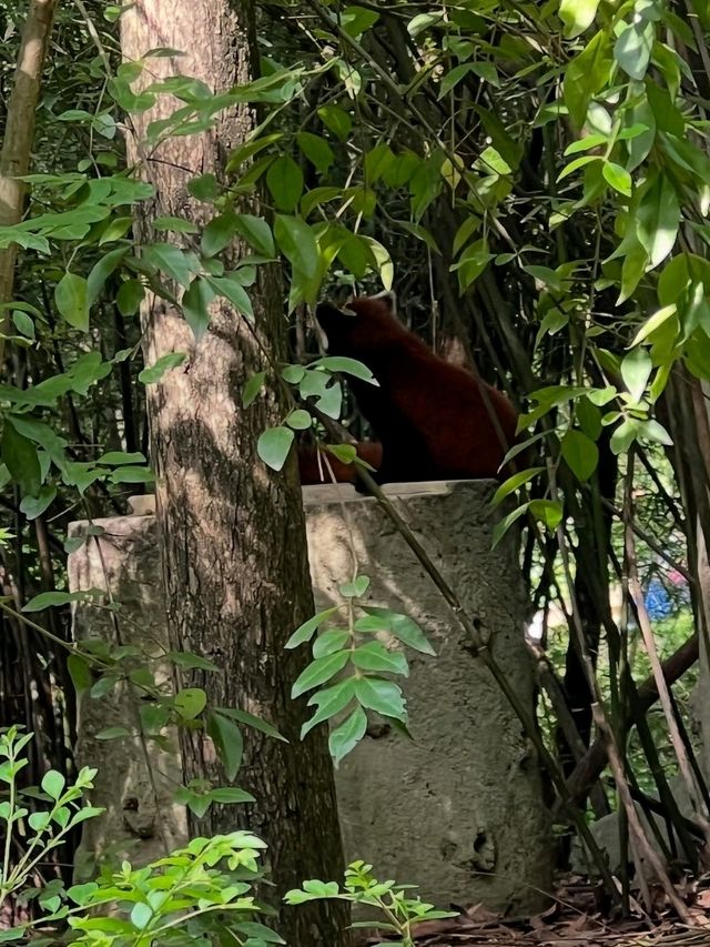 Pandas in Chengdu Are the Cutest Thing Ever