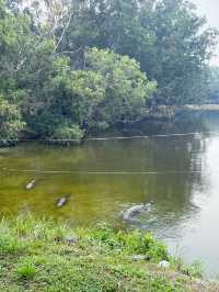 Thrilling Encounters at Crocodile Lake