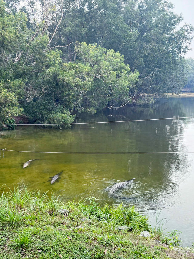 Thrilling Encounters at Crocodile Lake