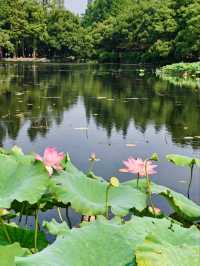 Quyuan Fenghe– Hangzhou’s Legendary Lotus Paradise