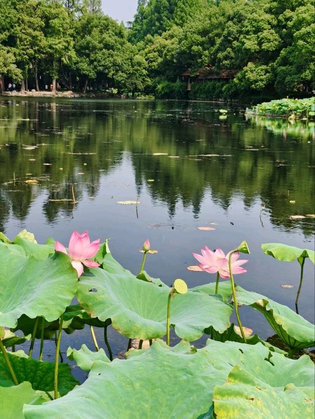 Quyuan Fenghe– Hangzhou’s Legendary Lotus Paradise